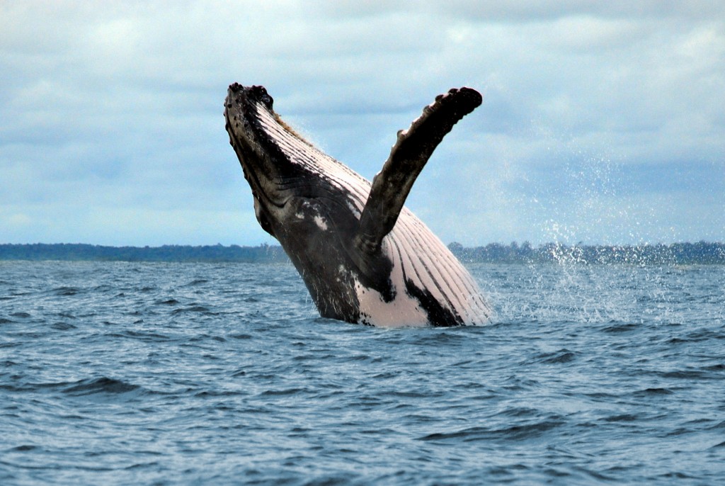 ballenas del Pacífico, ballenas en Colombia, temporada de ballenas en Colombia, ballenas jorobadas, epoca de ballenas colombia
