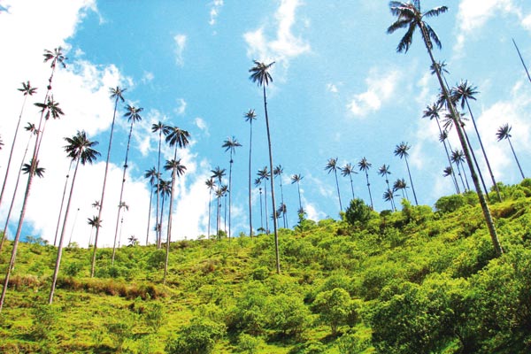 símbolo patrio colombiano, colombia, palma de cera, simbolos pátrios colombianos